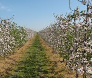 Maciejowy Sad kwitnie